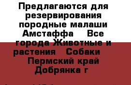 Предлагаются для резервирования породные малаши Амстаффа  - Все города Животные и растения » Собаки   . Пермский край,Добрянка г.